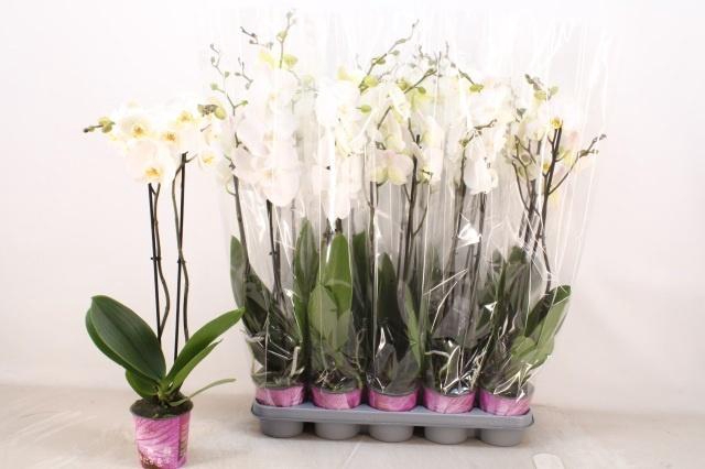 <h4>PHAL OV WIT</h4>