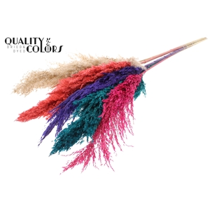 Pampas Grass 100cm 5st/bunch Colourful 4