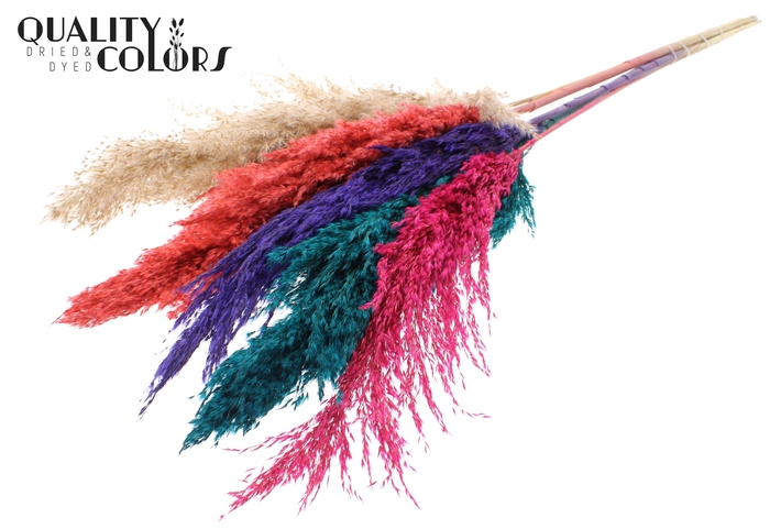 <h4>Pampas Grass 100cm 5st/bunch Colourful 4</h4>