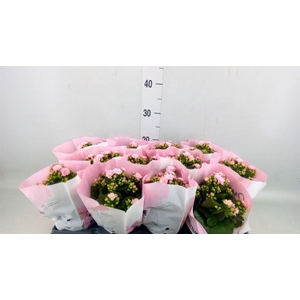 Kalanchoe blos.   ..rosebud