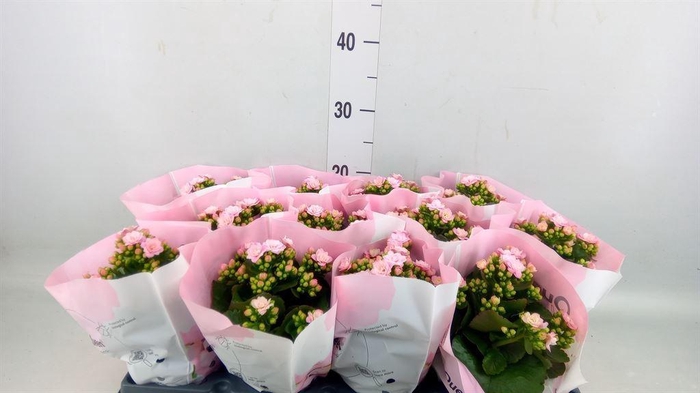 <h4>Kalanchoe blos.   ..rosebud</h4>