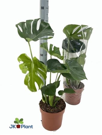 <h4>arr8 Monstera Deliciosa</h4>