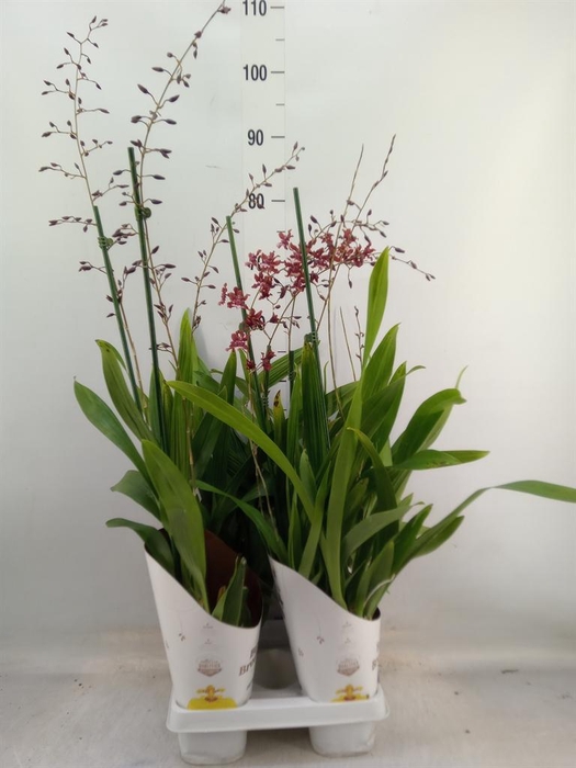 <h4>Oncidium   ...</h4>