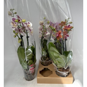 PHAL GEM