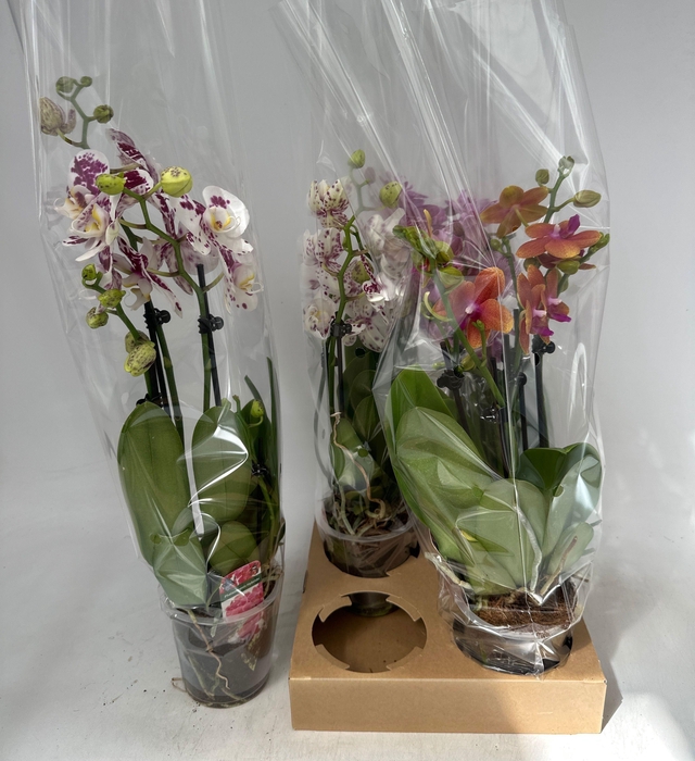 <h4>PHAL GEM</h4>