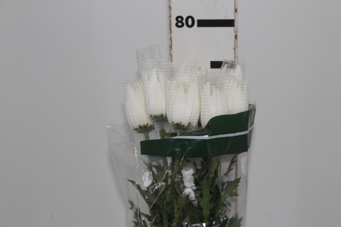 <h4>ANASTASIA HERRERA 080 CM BRANCO</h4>