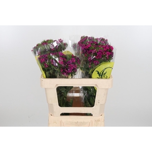 Di Barb Kiwi Fuchsia