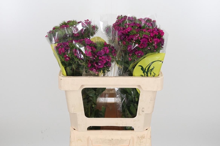 <h4>Di Barb Kiwi Fuchsia</h4>