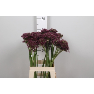 Allium Cherry