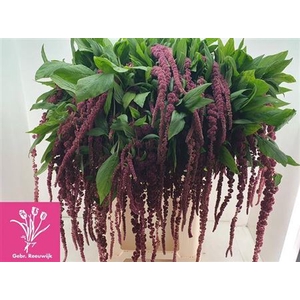 Amar Ca Red Cord