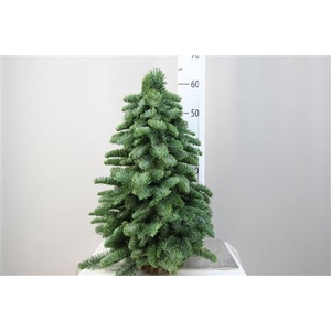 Kerstboom Nobilis 60