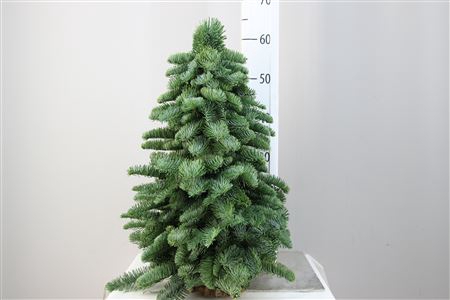 <h4>Kerstboom Nobilis 60</h4>