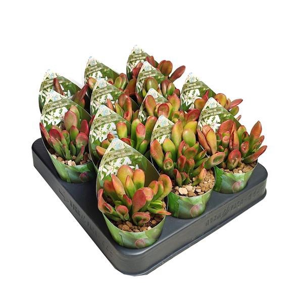 <h4>CRASS OVERIG</h4>