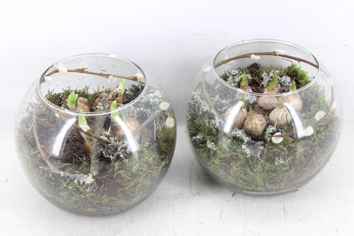 <h4>arr4 Bollenmix MB - Glas bol kl. 338/6</h4>