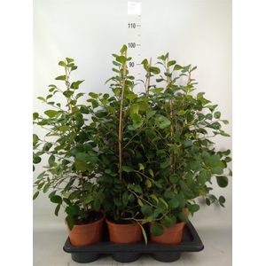 Ficus deltoidea