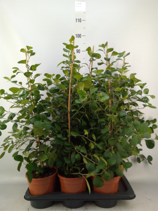 <h4>Ficus deltoidea</h4>