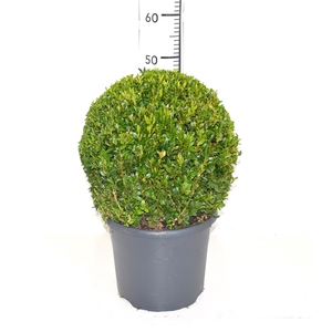 Buxus sempervirens 30-33cm Bol