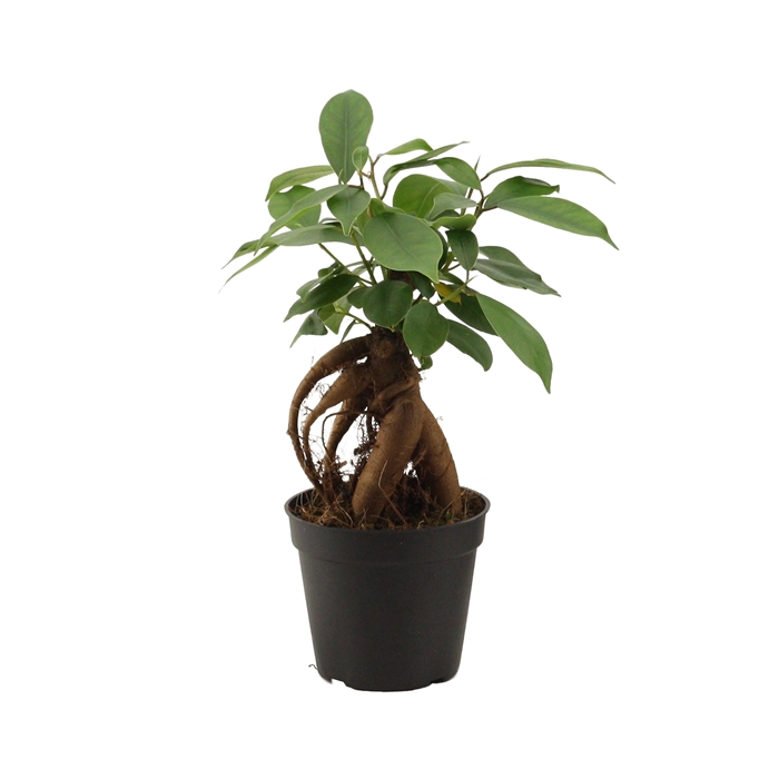<h4>Ficus Ginseng 7 cm Retusa</h4>