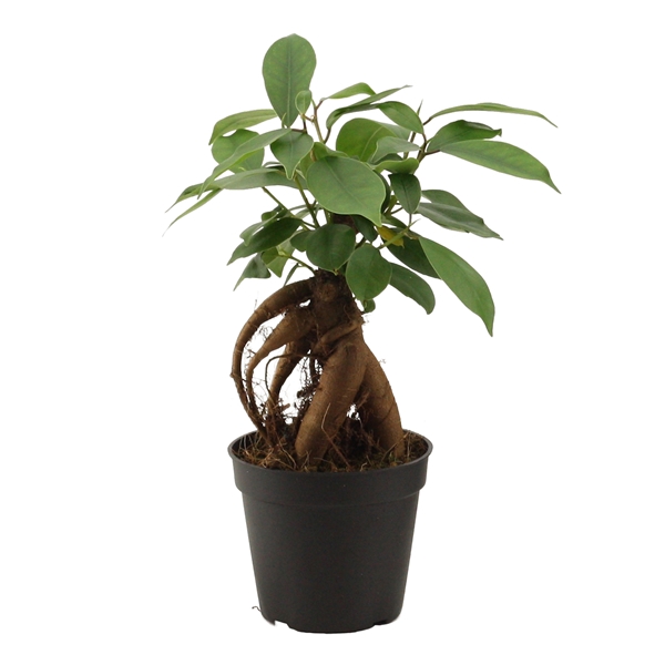 <h4>Ficus Ginseng 7 cm Retusa</h4>
