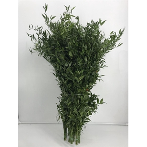 Ruscus Lang 4 Tak