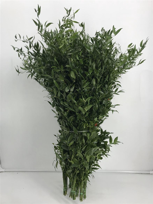 <h4>Ruscus Lang 4 Tak</h4>