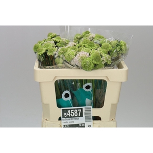 Scabiosa Atr French Vanilla Scoop