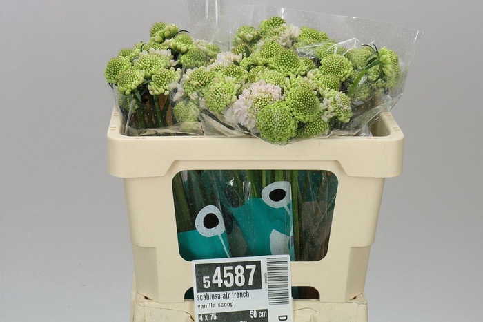<h4>Scabiosa Atr French Vanilla Scoop</h4>
