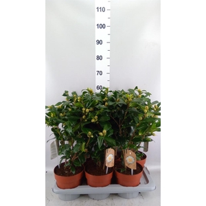 Camellia japonica 'Brushfield Yell'