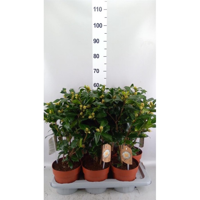 <h4>Camellia japonica 'Brushfield Yell'</h4>