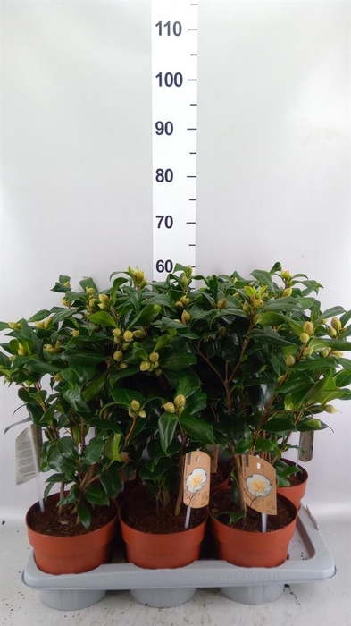 Camellia japonica 'Brushfield Yell'