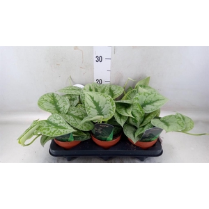 Scindapsus pictus 'Trebie'