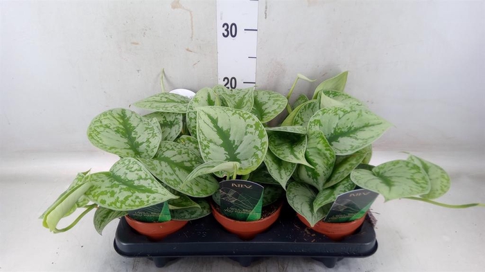 <h4>Scindapsus pictus 'Trebie'</h4>