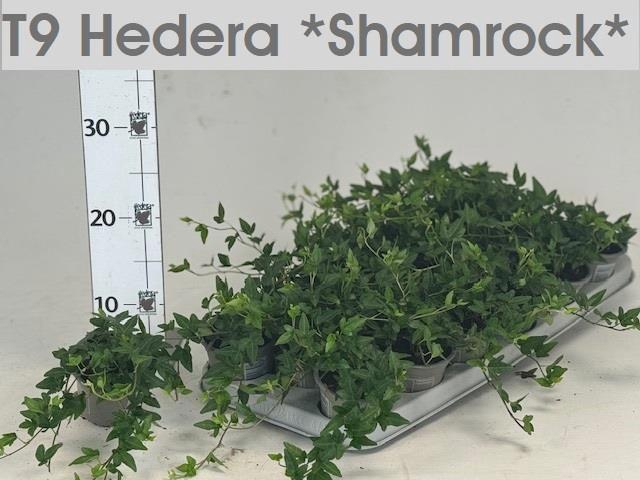 <h4>HEDERA SHAMROCK P9</h4>