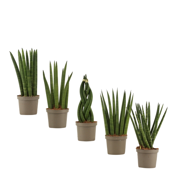 <h4>Sansevieria Cylindrica 9 cm mix</h4>