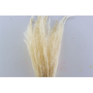 Dried Agrostis Bleached Bunch