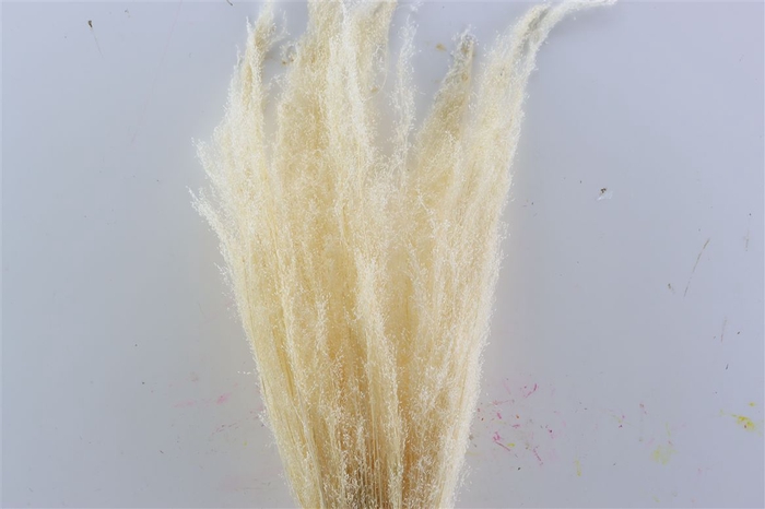 <h4>Dried Agrostis Bleached Bunch</h4>