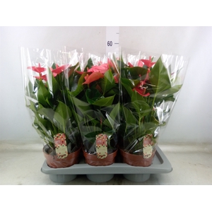 Anthurium andr. 'Melito'