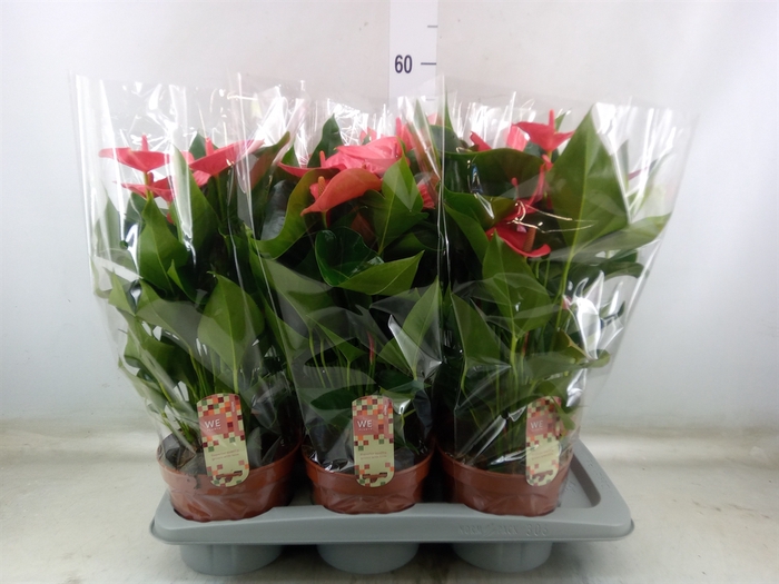 <h4>Anthurium andr. 'Melito'</h4>
