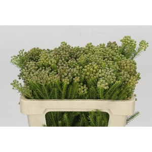 Kaaps Groen Palaecea
