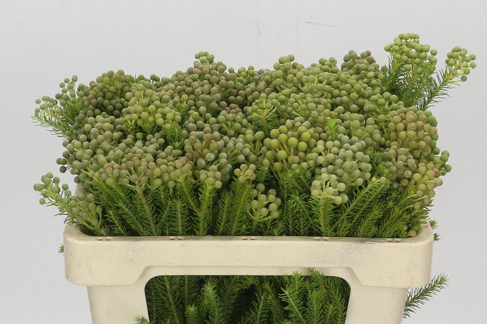 <h4>Kaaps Groen Palaecea</h4>