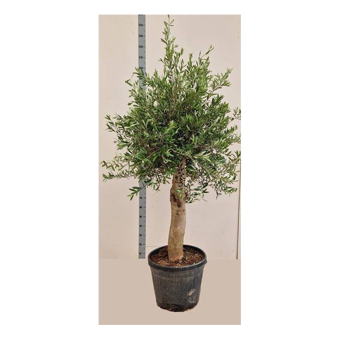 <h4>Olea europaea 50Ø 240cm</h4>