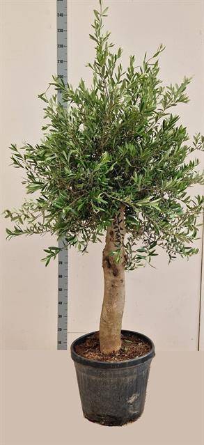 Olea europaea 50Ø 240cm