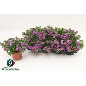 CALIB MINIF D D PINK