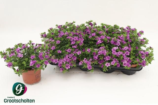 <h4>CALIB MINIF D D PINK</h4>