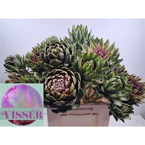 Cynara Sc Green Globe