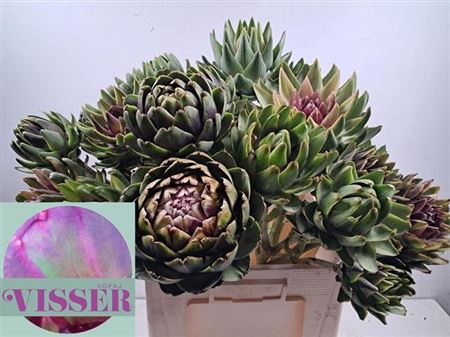 Cynara Sc Green Globe