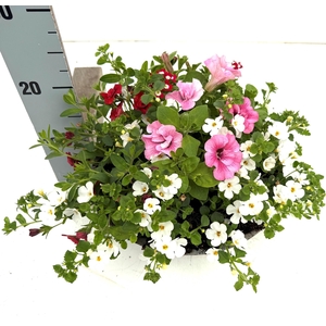 PERKPL GEM IN POT