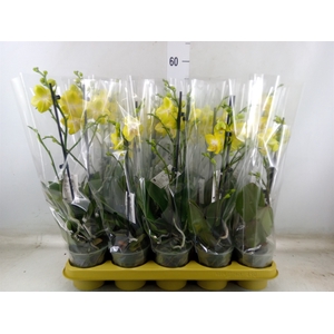 Phalaenopsis   ...yellow