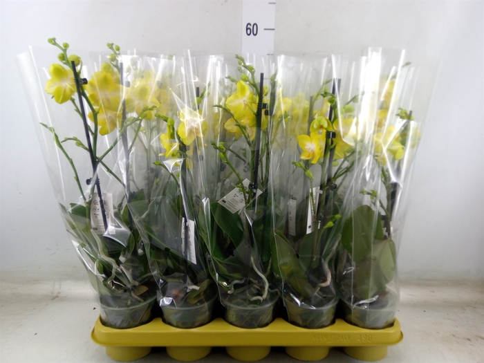 <h4>Phalaenopsis   ...yellow</h4>