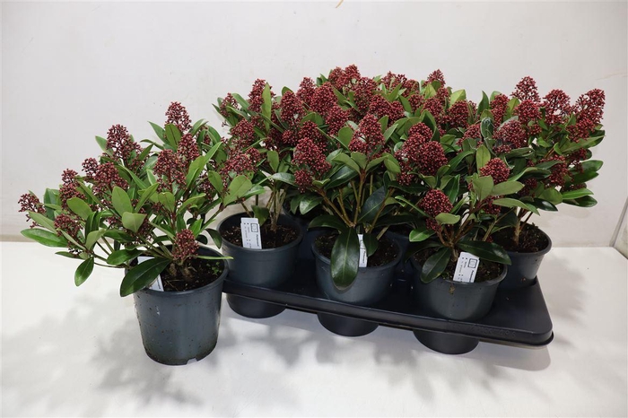 <h4>Skim J Rubella</h4>